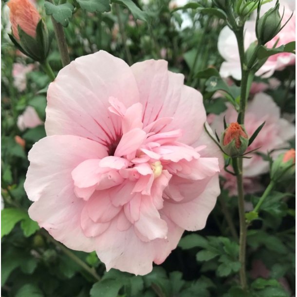 Syrisk rose 'Pink Chiffon'