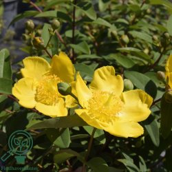 Hypericum "Hidcote"