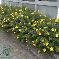 Hypericum "Hidcote"
