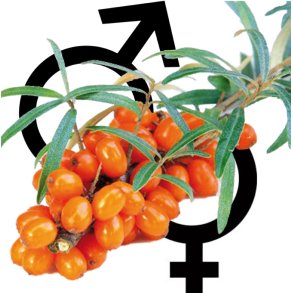 Havtorn 'Lotta' + Pollmix