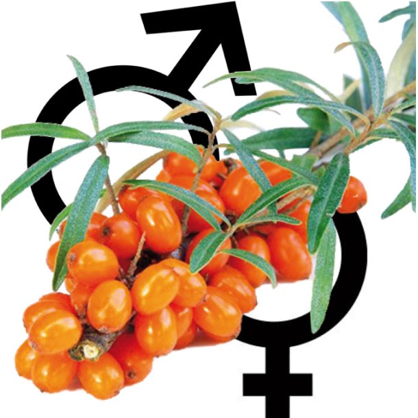 Havtorn 'Lotta' + Pollmix