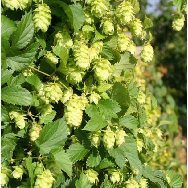 Kompakt Humle 'Prima Donna'