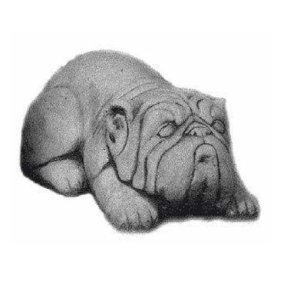 Bulldog liggende