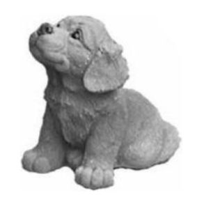 Golden retrieverhvalp