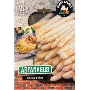 Hvide asparges