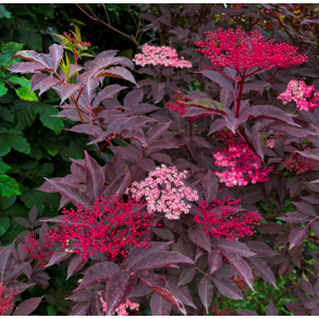 Hyldeb�r (Black Beauty)