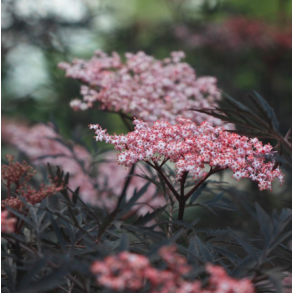 R�dbladet Hyld (Black Lace)