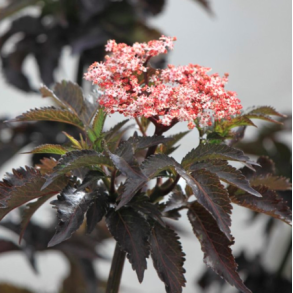 R�dbladet s�jlehyld (Black Tower)