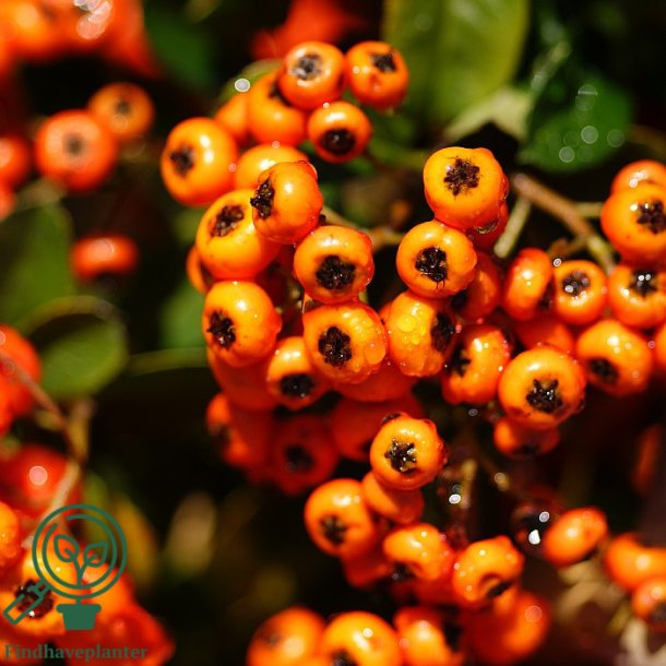 Ildtorn "Orange Glow"