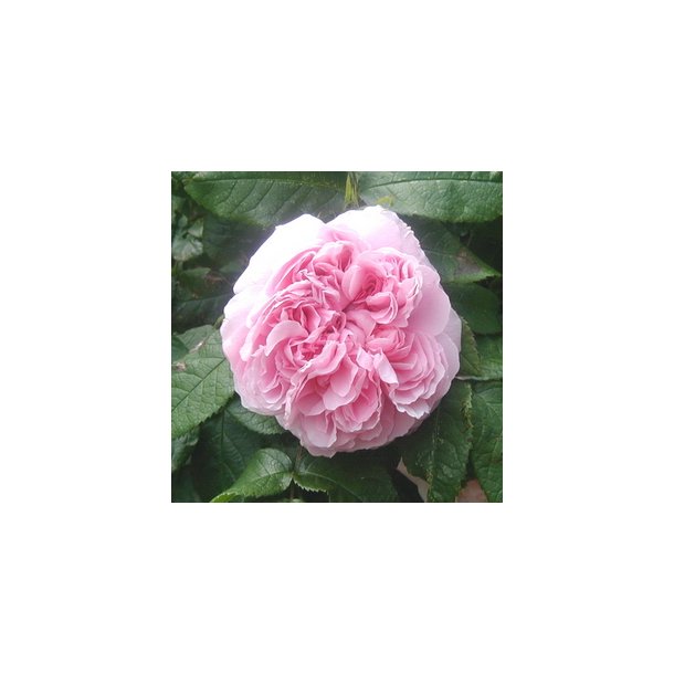 Rose "Jacques Cartier"