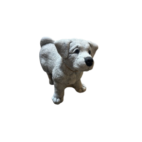 Hvalp Jack Russel