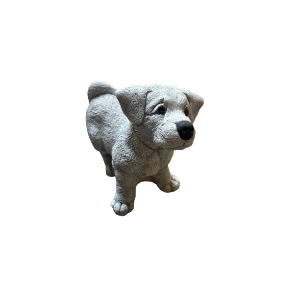 Hvalp Jack Russel