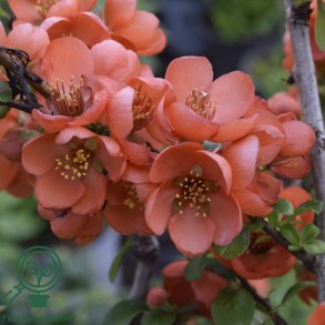 Japansk kv�de japonica