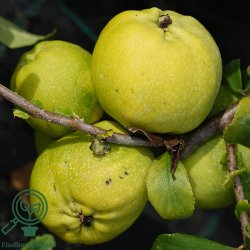 Japansk kv�de "Pink Lady"