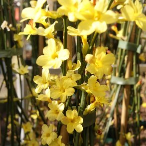 Jasminum nudiflorum - Vinterjasmin