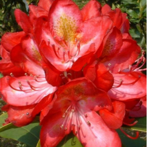 Rhododendron 
