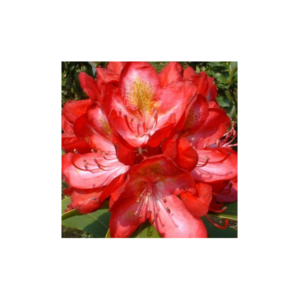 Rhododendron "Junifeuer"