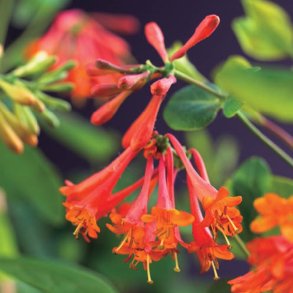 Kaprifolie Drop Scarlet