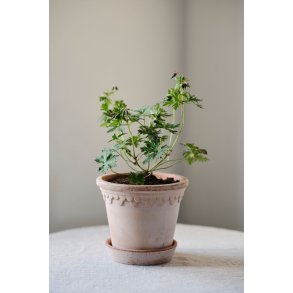 K�benhavner Potte Rosa