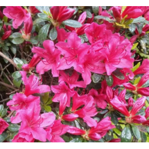 Rhododendron 