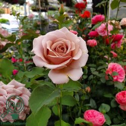 Rose 'Koko Loco'