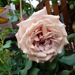 Rose 'Koko Loco'