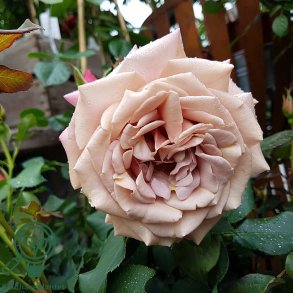 Rose 'Koko Loco'