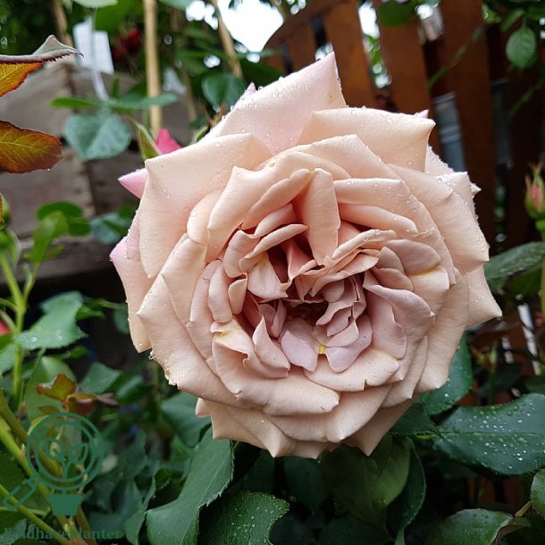 Rose 'Koko Loco'