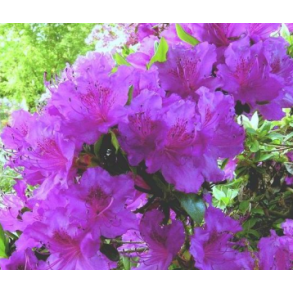 Rhododendron 