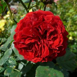 Rose 'Kronborg'