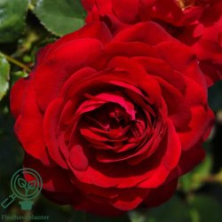 Rose 'Kronborg'