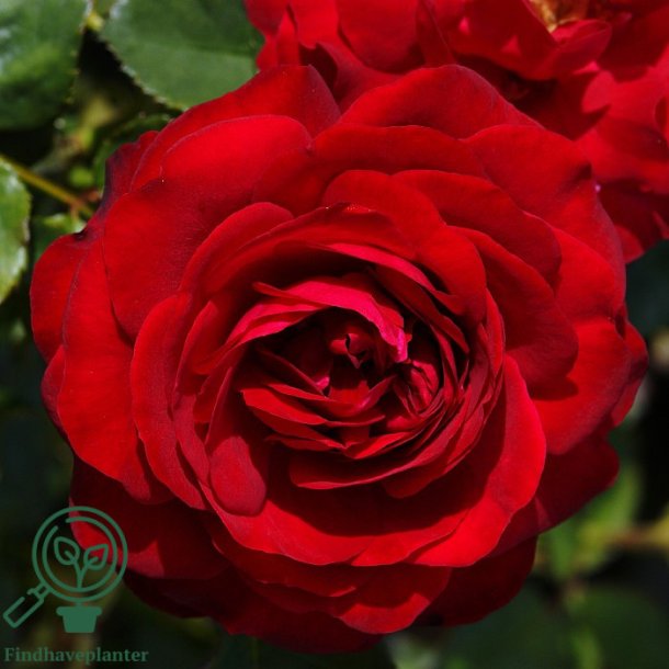 Rose 'Kronborg'
