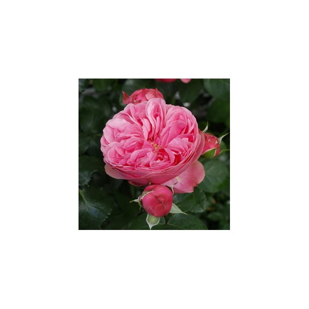 Rose "Leonardo Da Vinci"