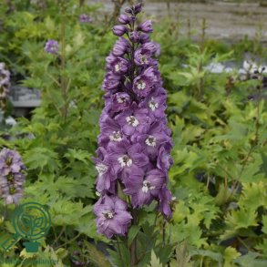 Delphinium pac. 'Magic Foun. Lillarosa'