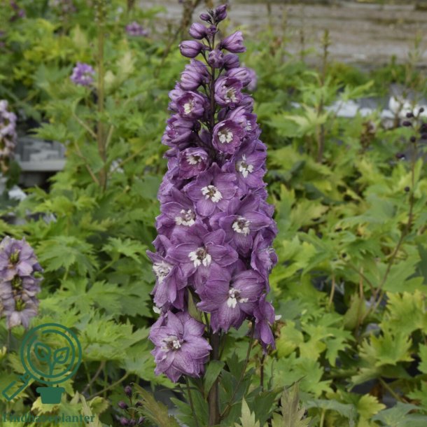 Delphinium pac. 'Magic Foun. Lillarosa'