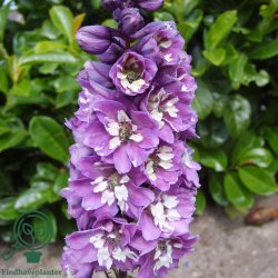Delphinium pac. 'Magic Foun. Lillarosa'
