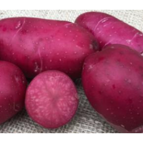 Red Bullet (middeltidlig)