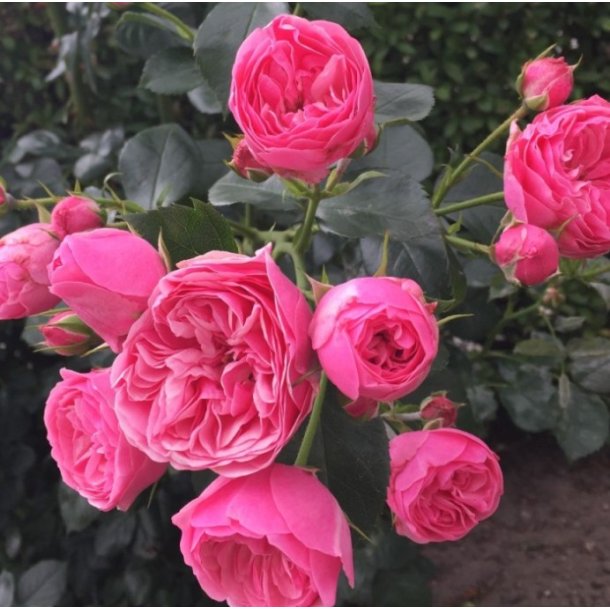 Rose 'Lise N�rg�rd'