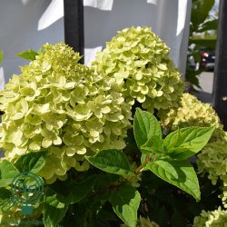 Hortensia "Little Lime"