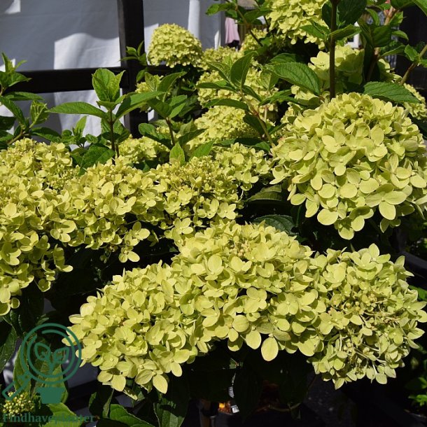 Hortensia "Little Lime"