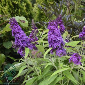 Buddleja butterfly candy 