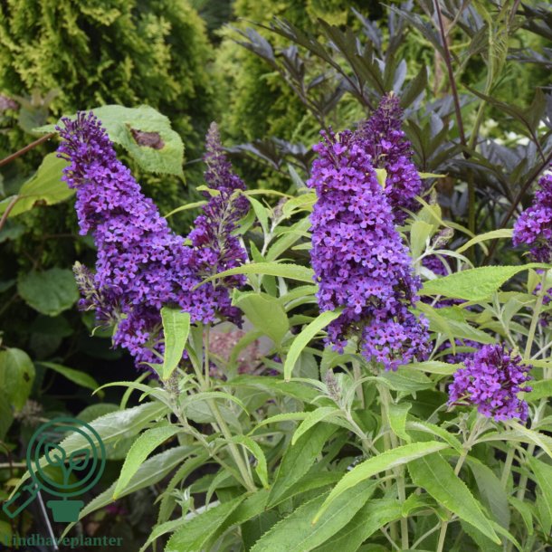 Buddleja butterfly candy "Little Purple"