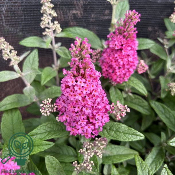Buddleja butterfly candy "Little Ruby"