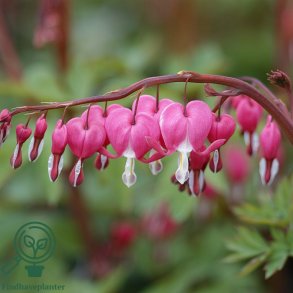 Dicentra spectabilis L�jtnantshjerte 