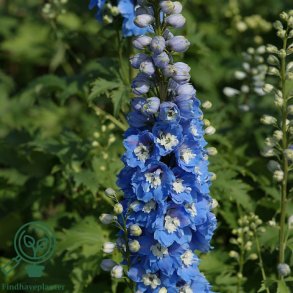 Delphinium pac. 'Magic Foun. Lysbl�'