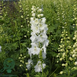 Delphinium pac. 'Magic Foun. Hvid'