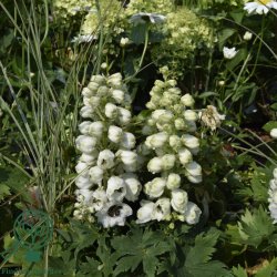 Delphinium pac. 'Magic Foun. Hvid'