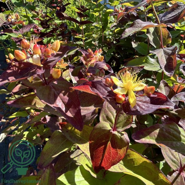 Hypericum "Magical impression"