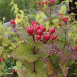 Hypericum "Magical impression"