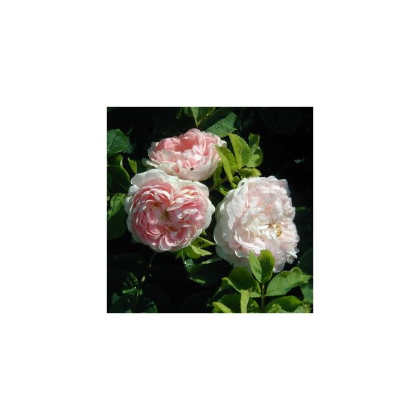 Rose "Maiden's Blush"